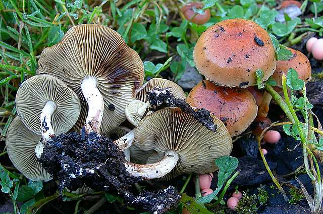 2005 :  Un anno di funghi